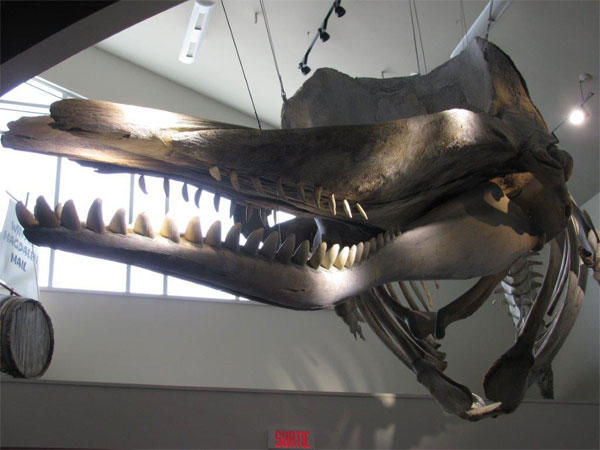 Musée de la mer - squelette de cachalot